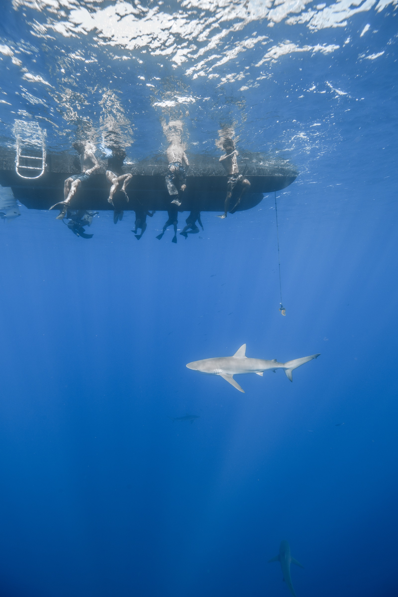 View from below the boat, divers and an approaching shark